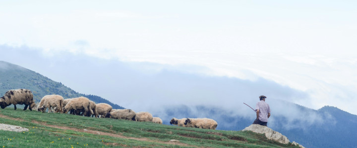 Unser Gott – Ein guter Hirte Blog-Post Bild