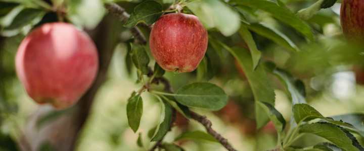 In Wahrheit und Liebe Blog-Post Bild