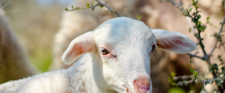 Ostern – unser Weg zum Leben! Blog-Post Bild