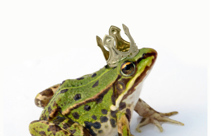 Frog Prince