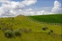 Greener Grass2
