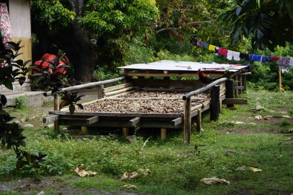 drying copra