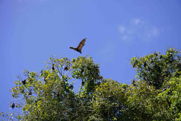 flying foxes