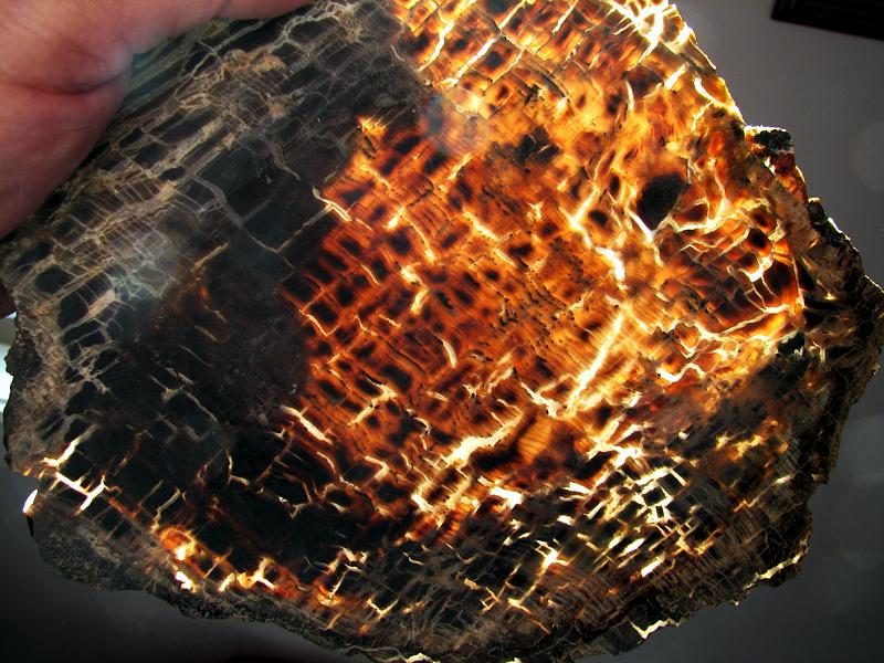 petrified wood round backlit