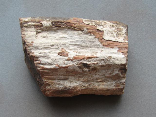 petrified wood specimen