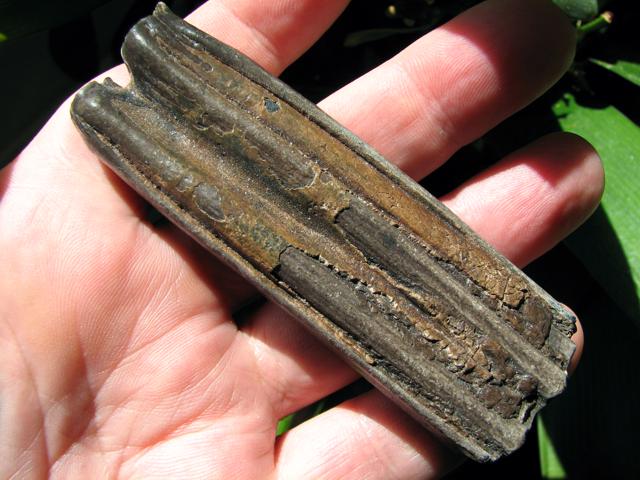 fossil horse tooth