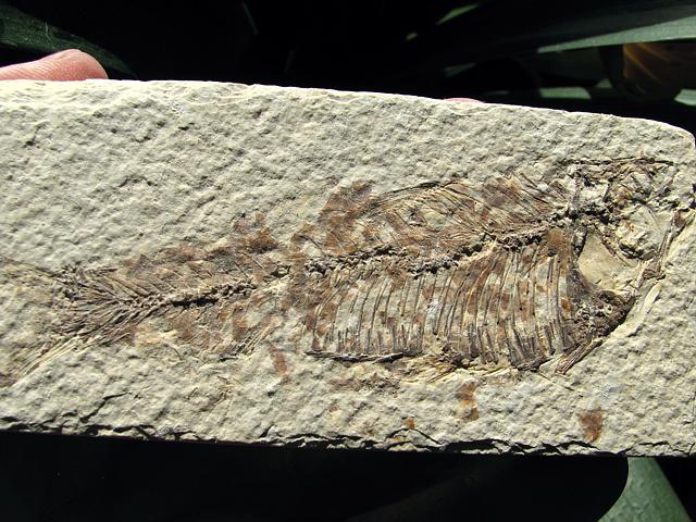 fossil fish