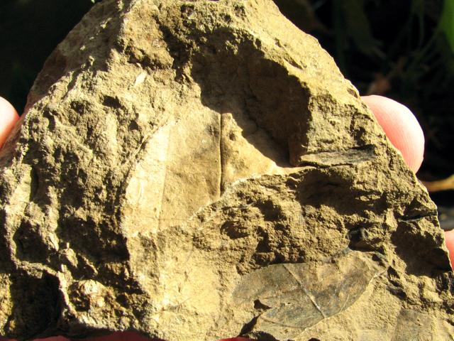 fossil leaves