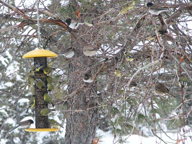 Birds on feeder