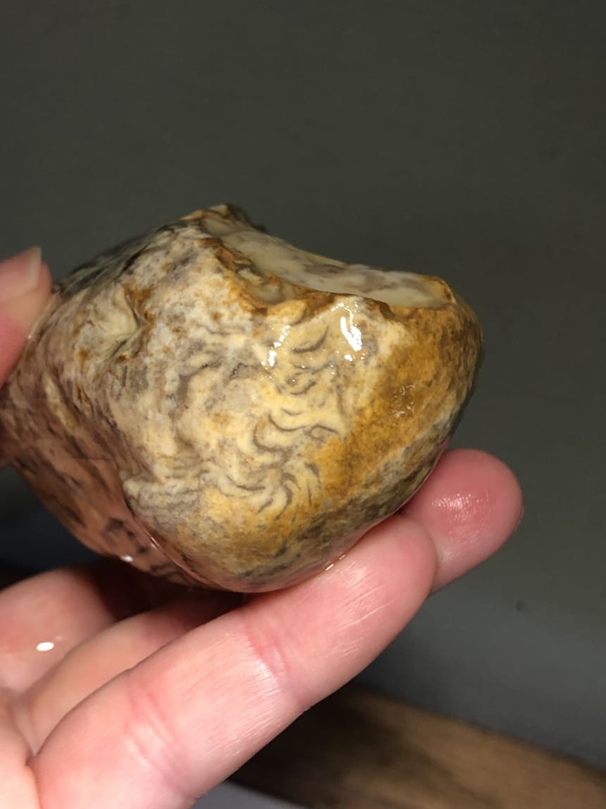 Are these dendrites? Fossils? Rock Tumbling Hobby