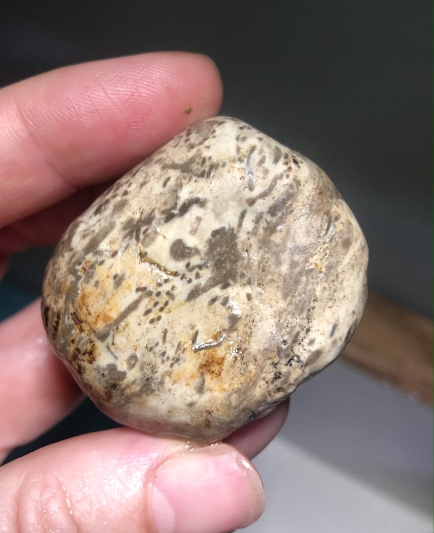 Are these dendrites? Fossils? Rock Tumbling Hobby