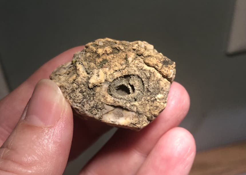 Are these dendrites? Fossils? Rock Tumbling Hobby