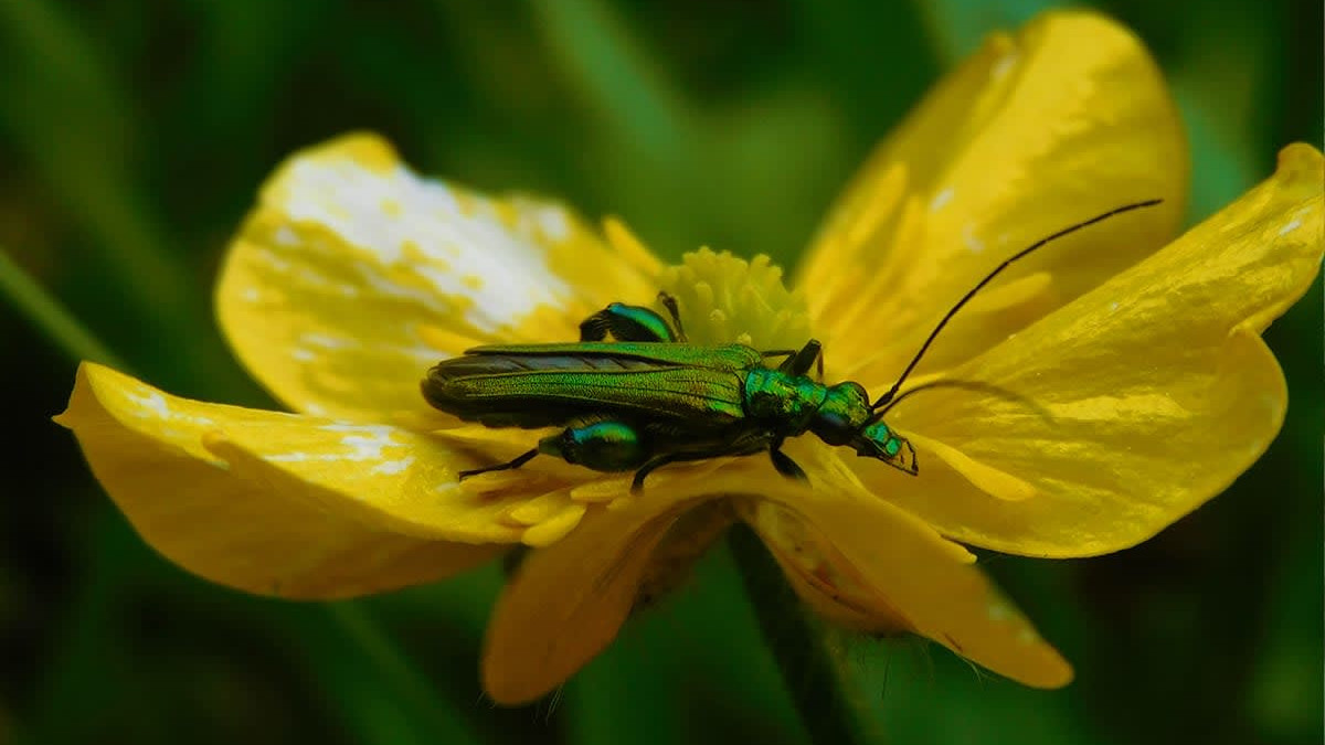 Beetles: Tiny Titans of Pollination
