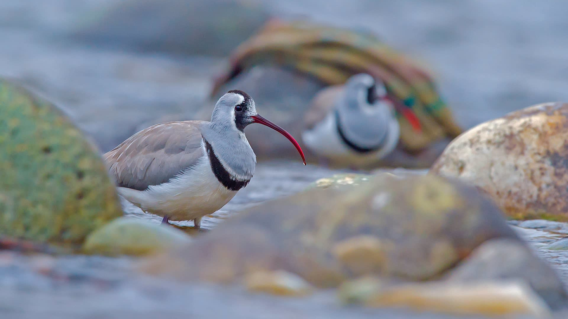 Ibisbill in Kashmir: Where Boulders Have Wings