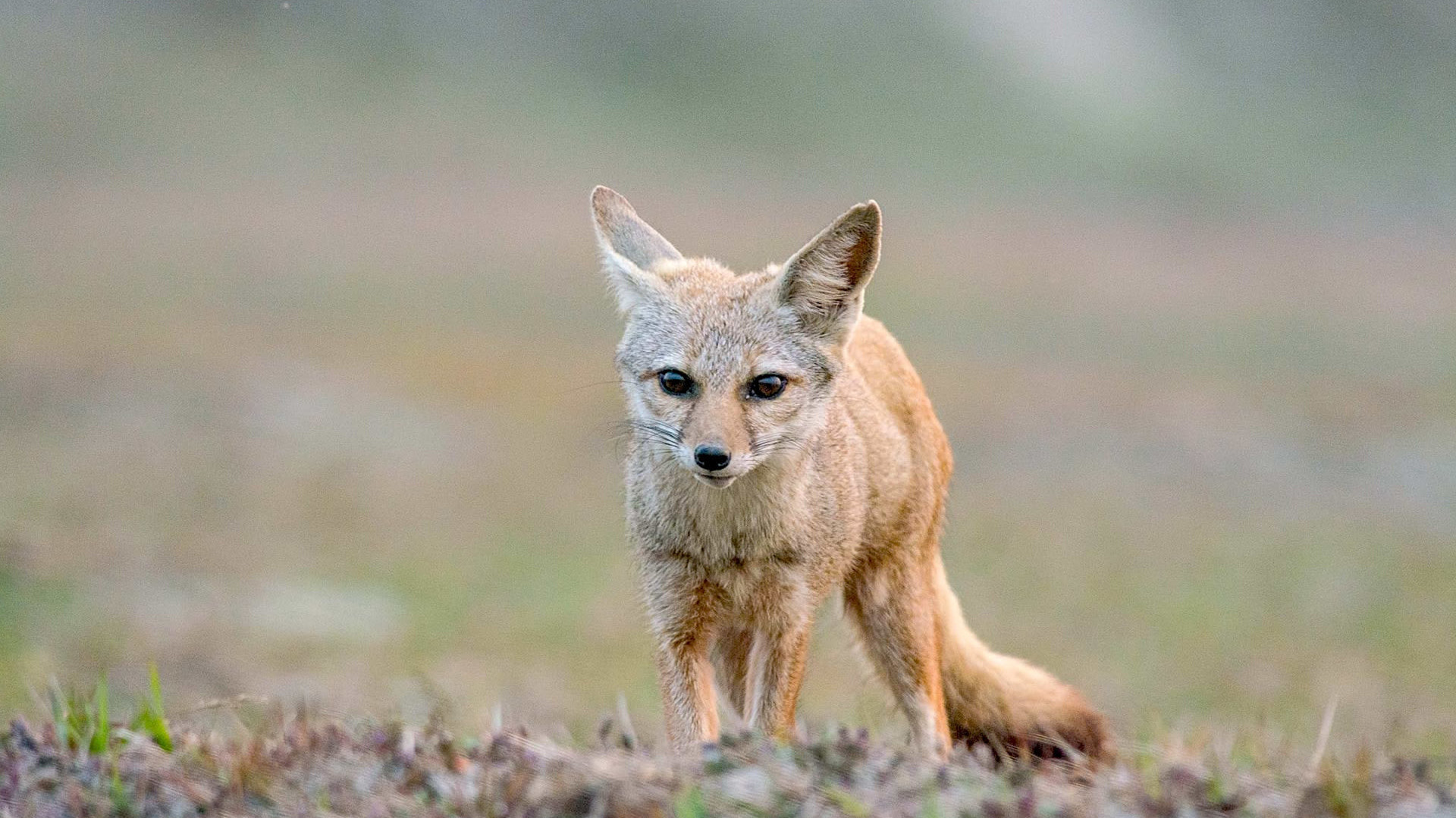Bengal Fox: Resilient Canid of Indian Grasslands