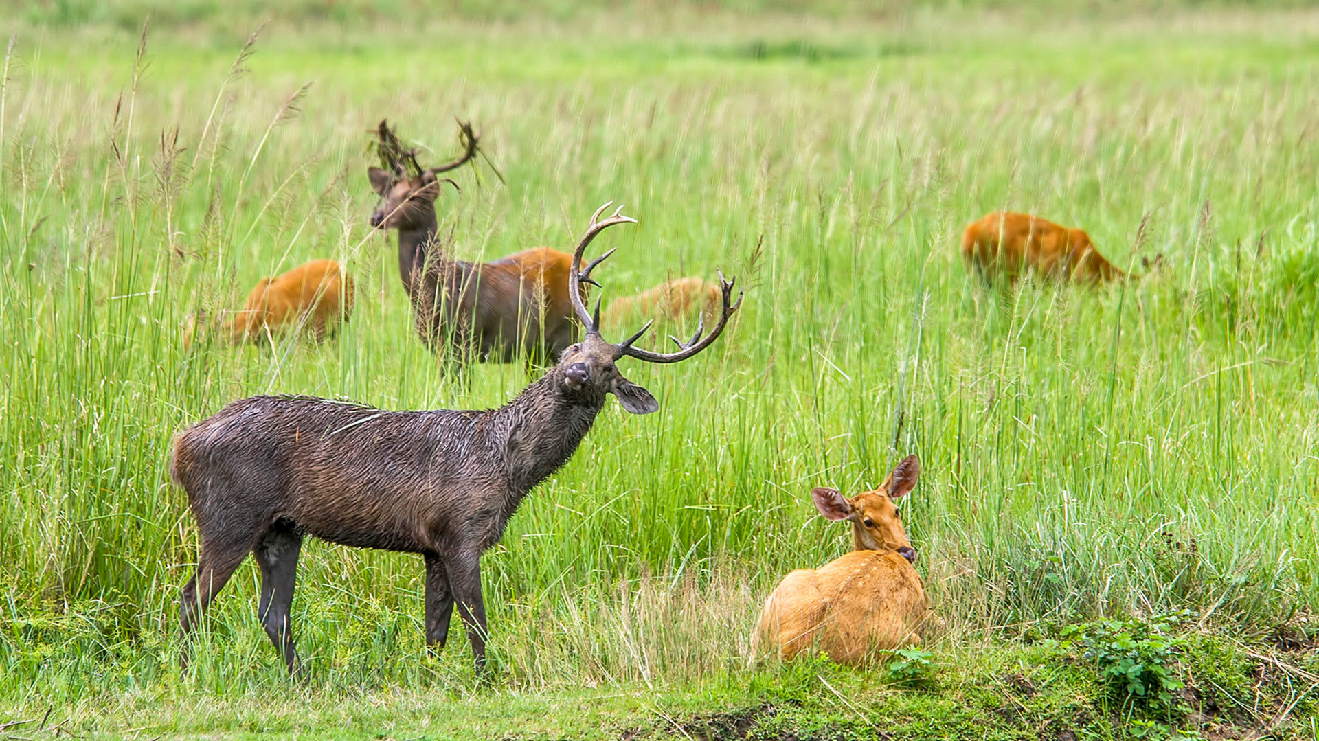 Grasslands are the Eastern Swamp Deer’s Only Domain