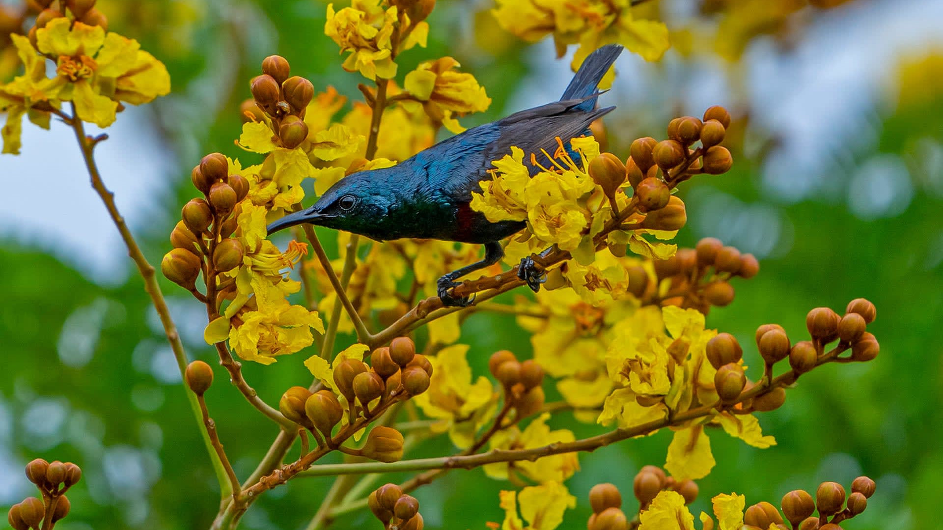 A Starburst of Colour and the Quest for a Nest