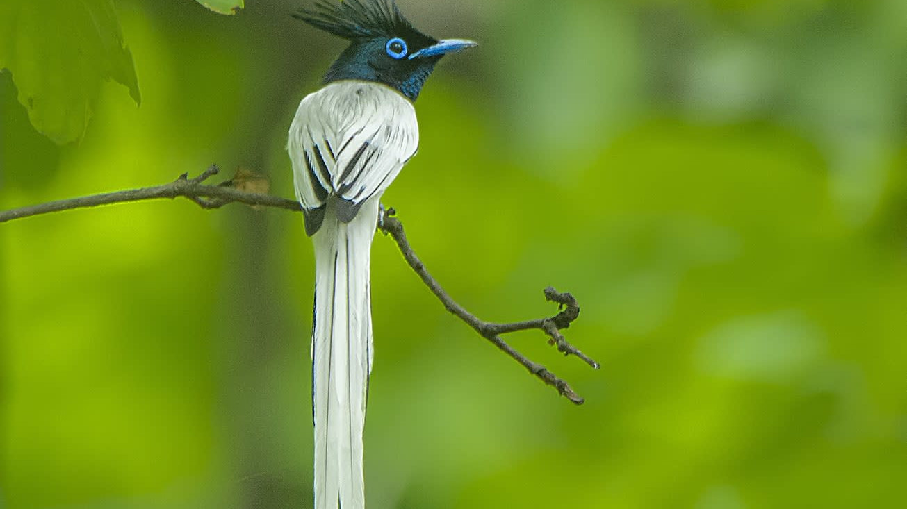 Indian Paradise Flycatcher: Flash Dance of the Glam King