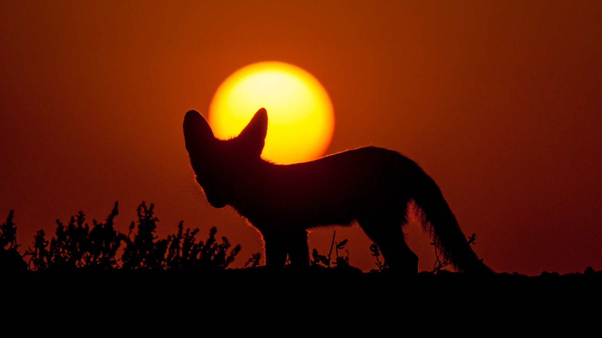 Furry and Feisty the Desert Fox Endures