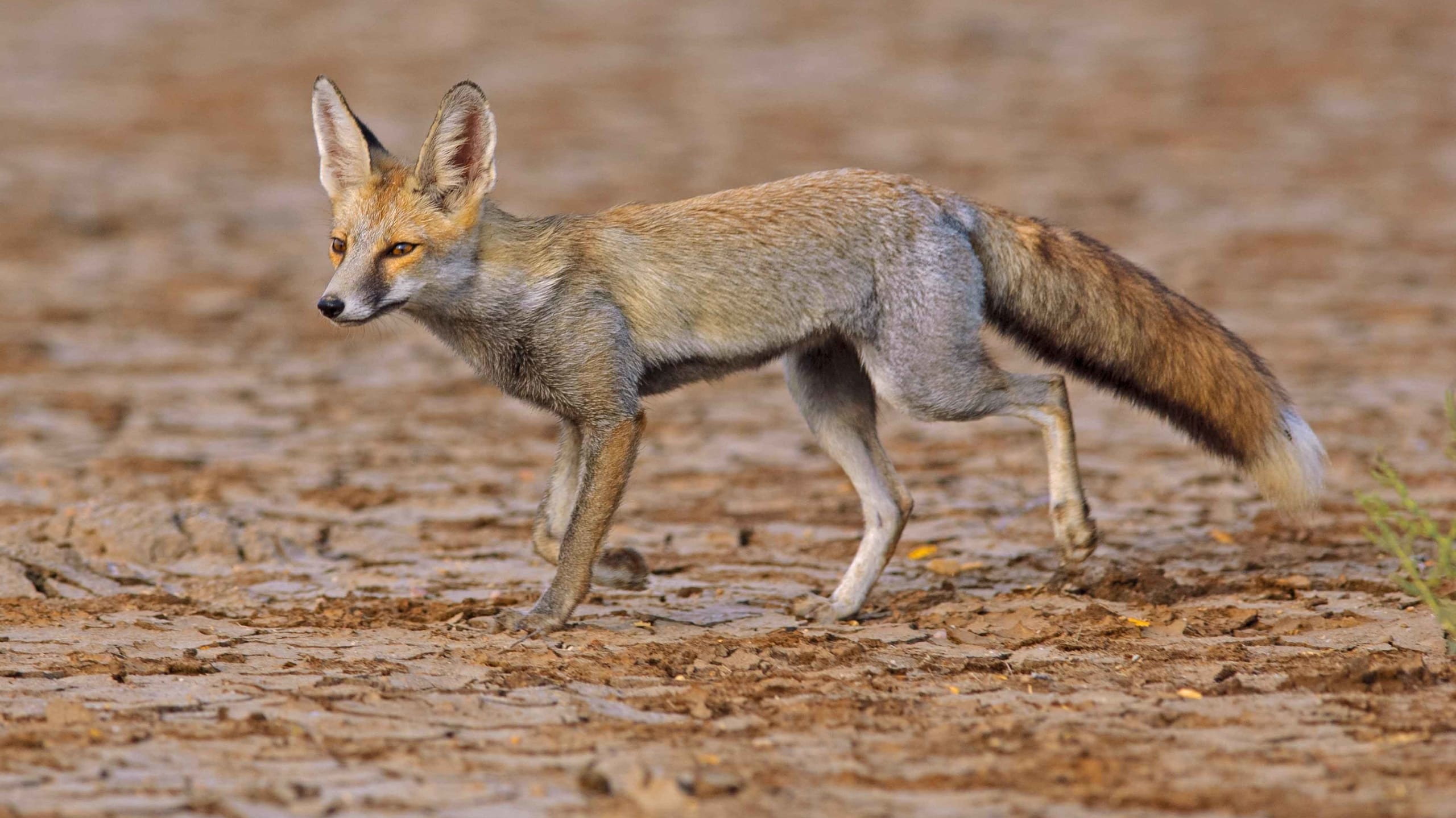 Foxy Tales: Look Before You Leap