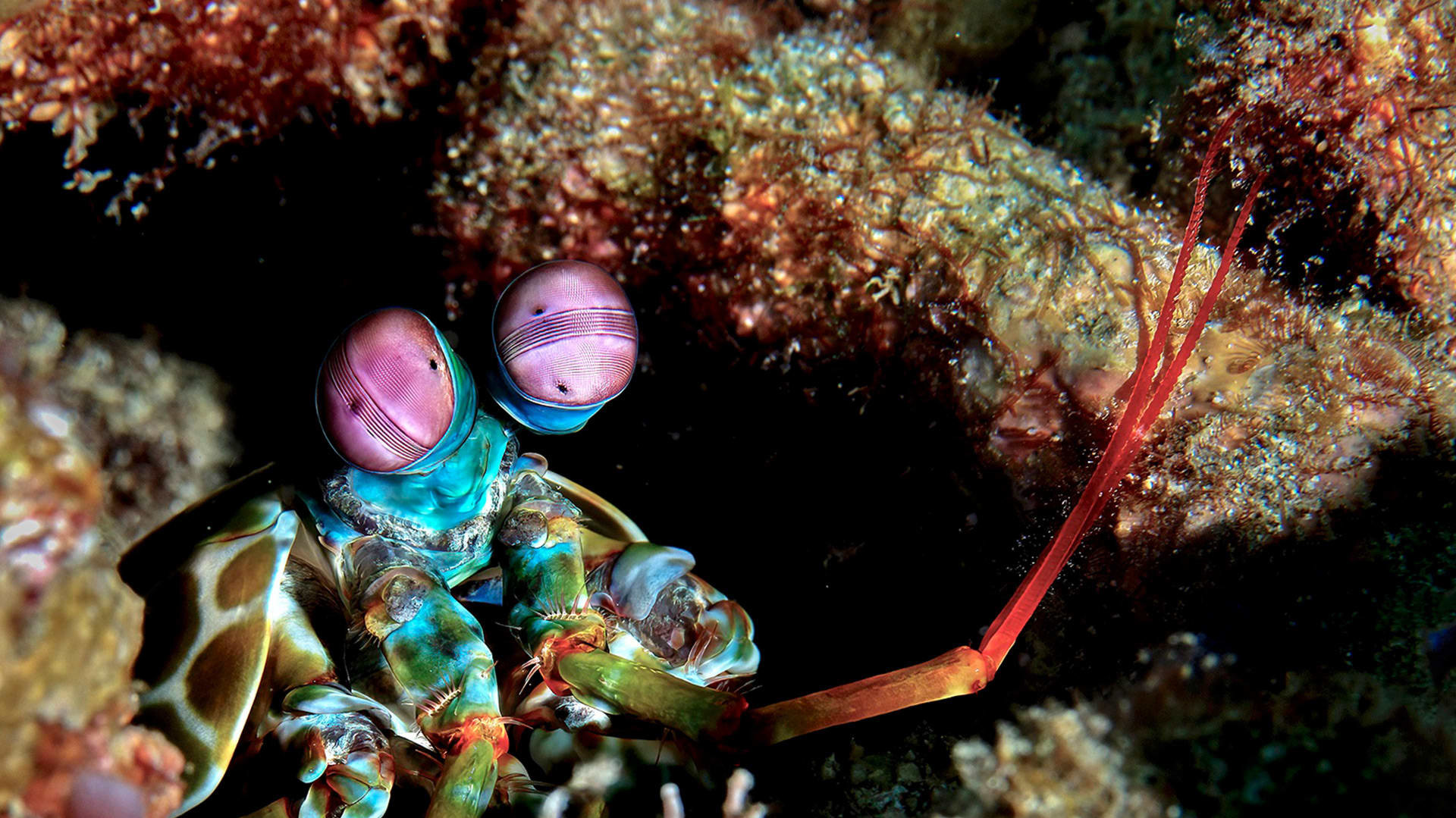 Mantis Shrimp: Eye-popping Predators of Reefs and Seagrass Meadows