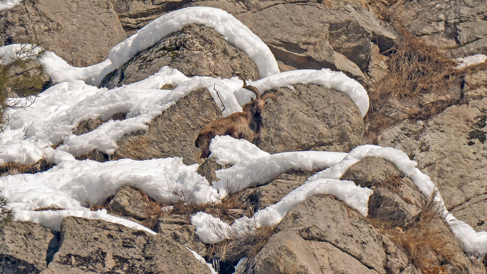 Living on the Edge: The Pir Panjal Markhor