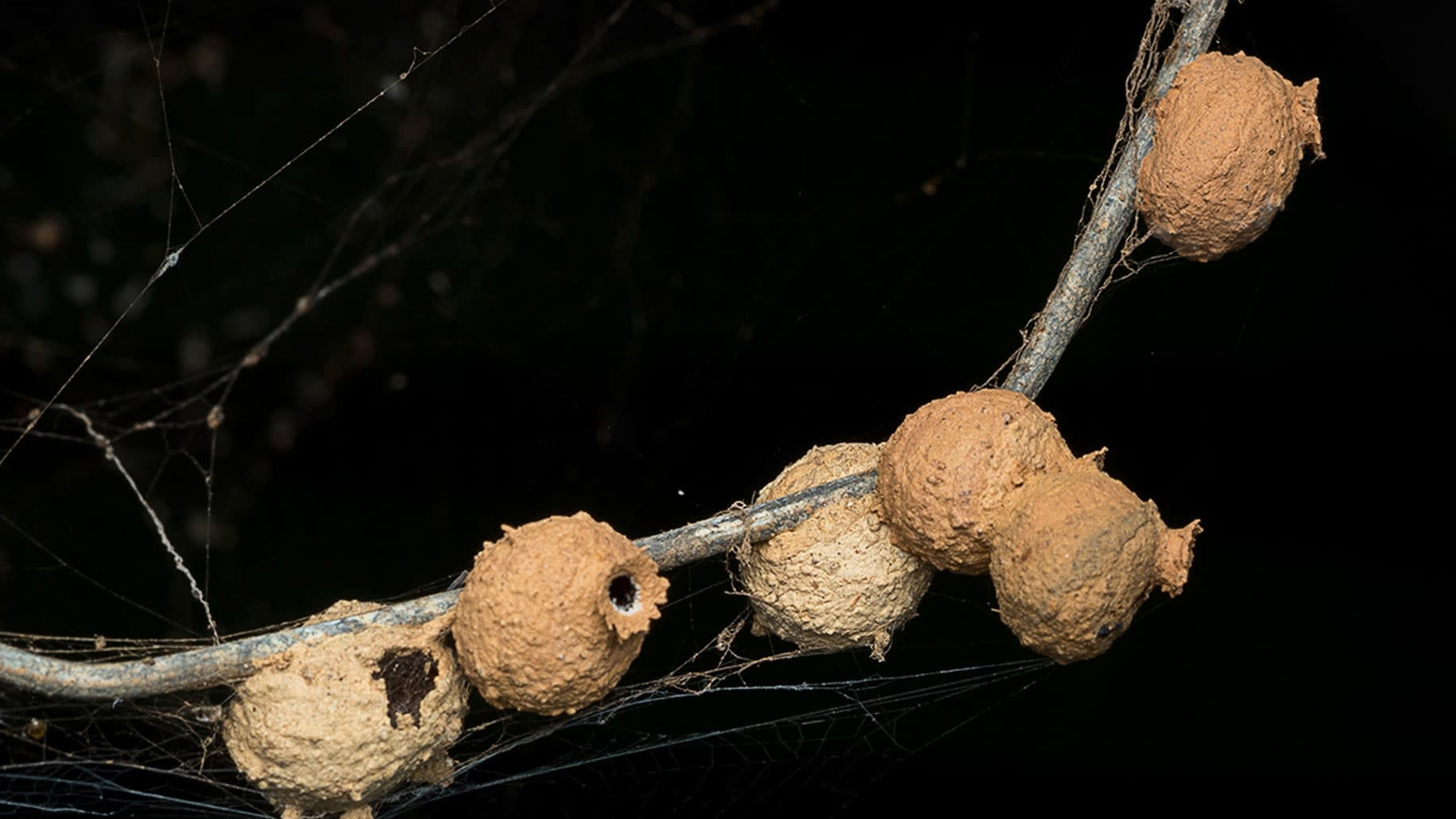 Nature’s Artists: The World of Potter Wasps