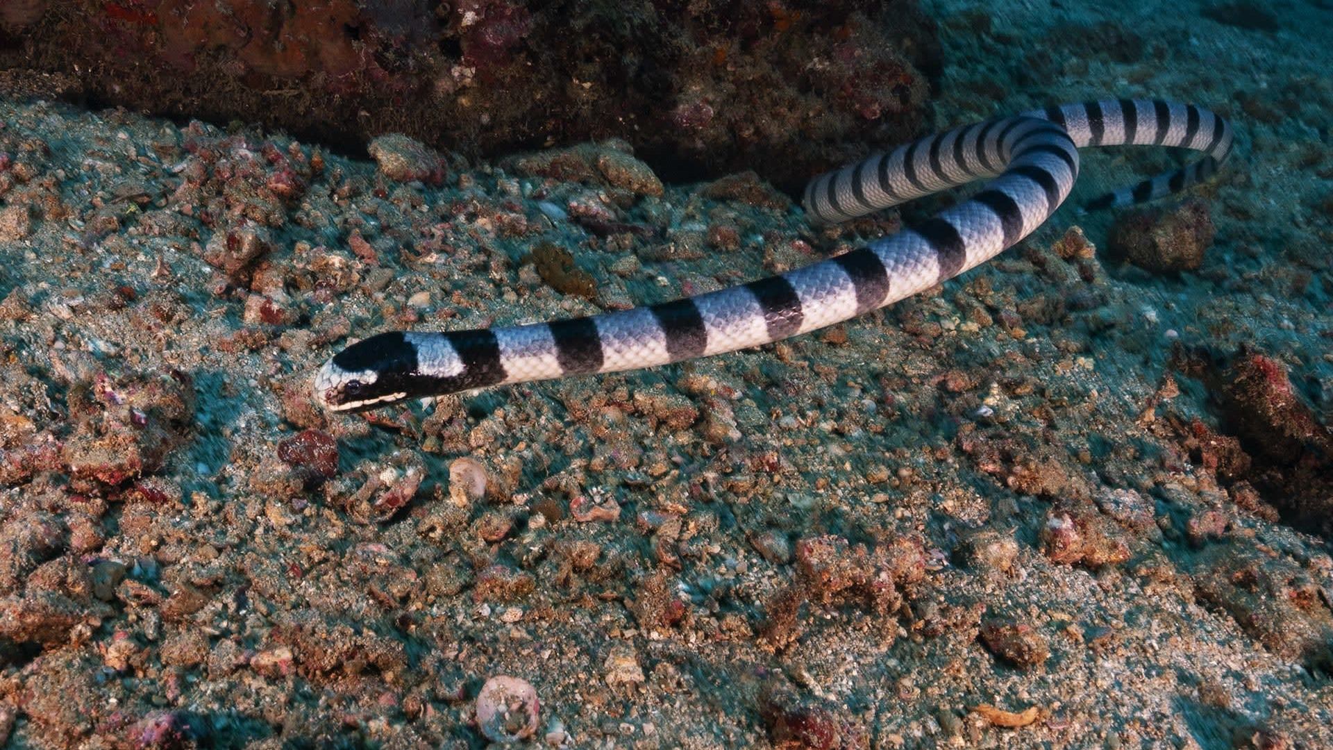 Eel Hunter: The Amphibious Life of Sea Kraits