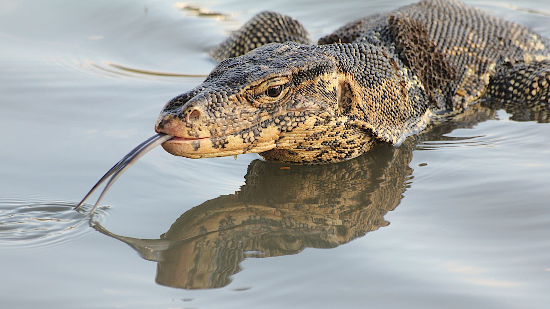 Living Dragons: Weapons, Defences and the Water Monitor Lizard