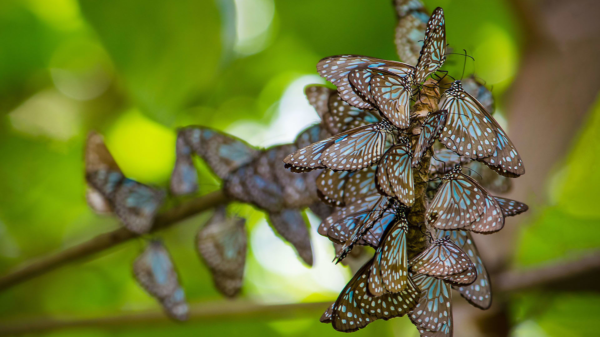 Bewitching Butterflies Take Wing