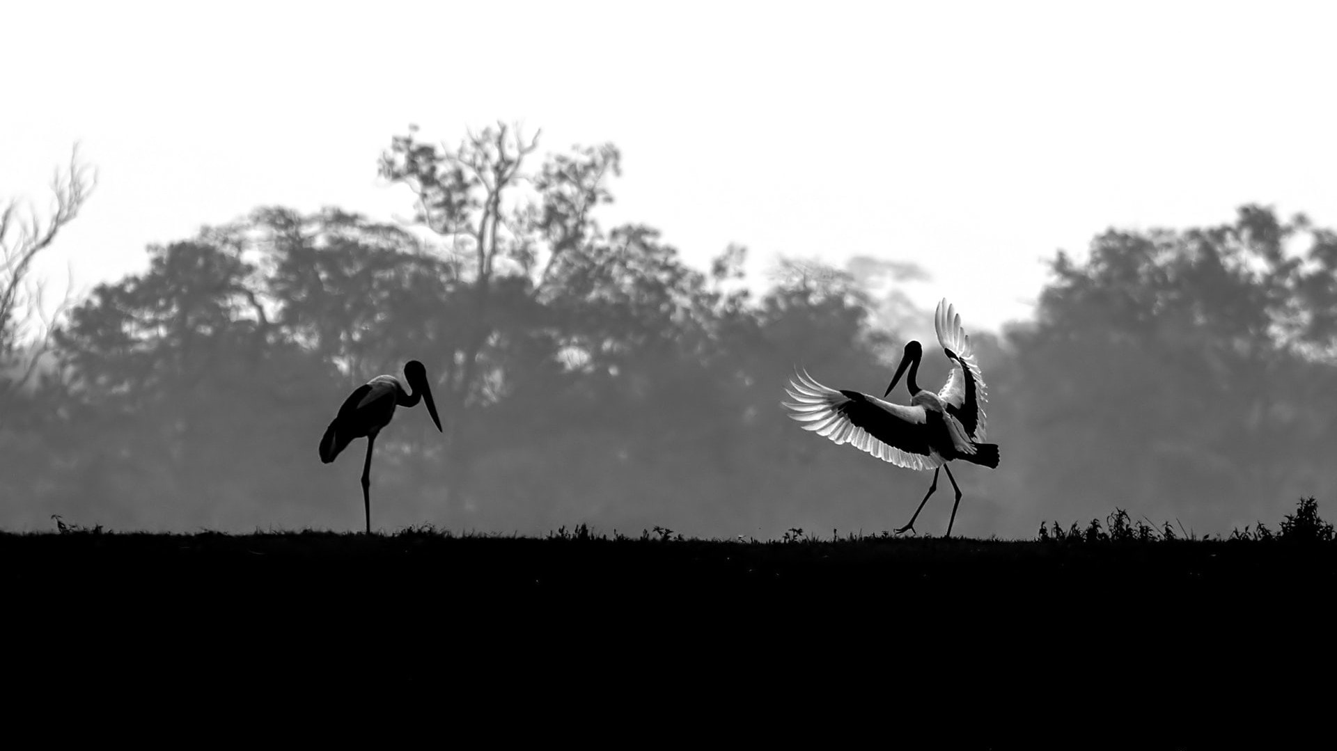 Black-necked Stork: Silent Resident of the Marshes
