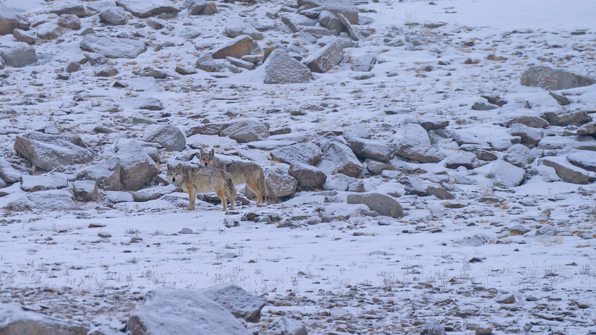 Himalayan Wolf: The Howler of Hanle