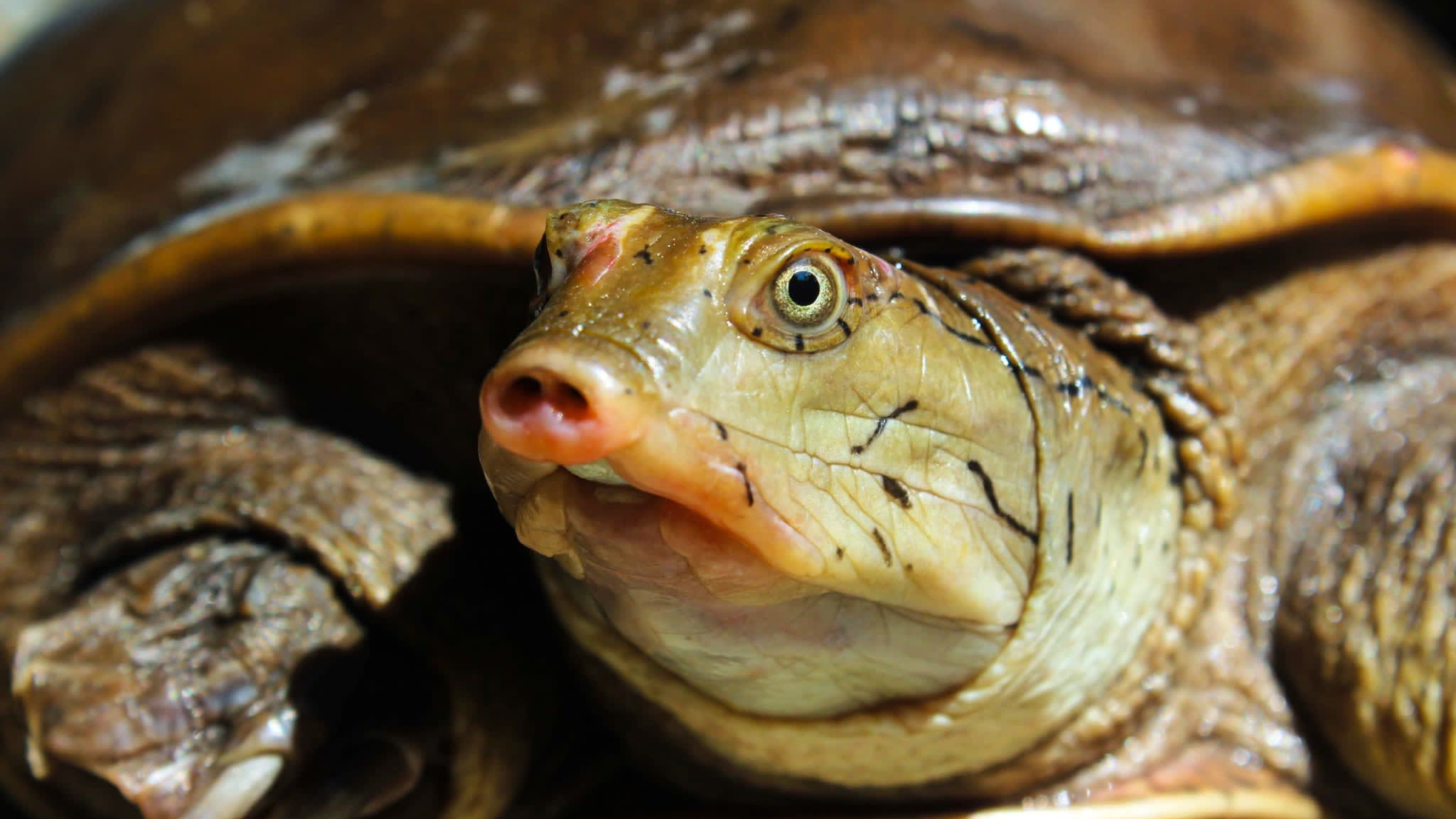 Predator in the Pond: Indian Flapshell Turtle