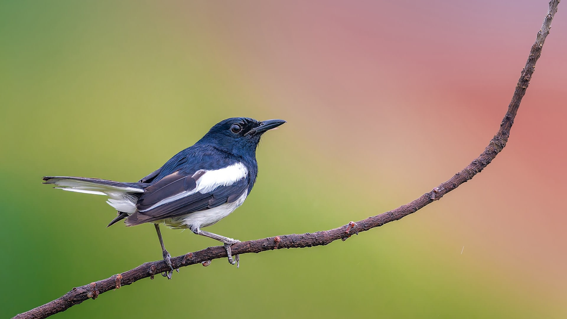 Oriental Magpie-robin: The Tropical Maestro