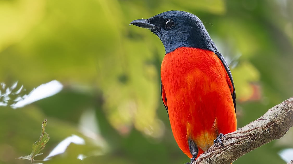 Minivets: Small, Ember Birds of Tropical Forests