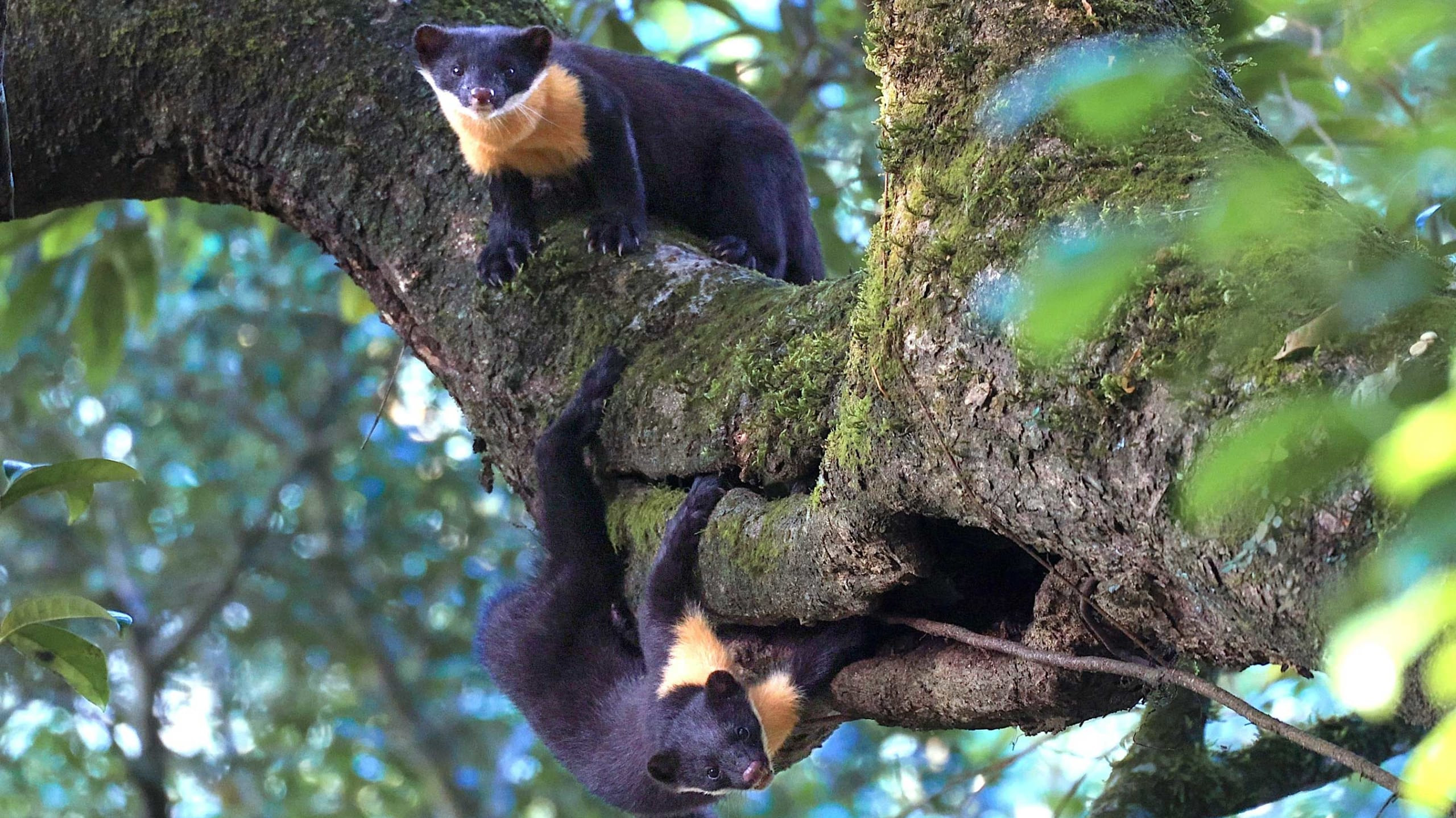 Nilgiri Marten: Phantom of the Western Ghats