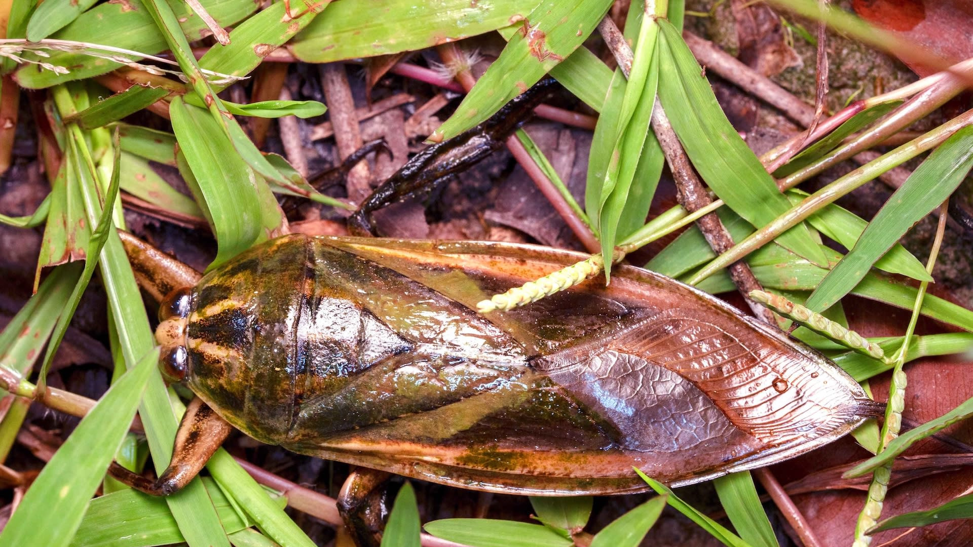Giant Water Bugs: Close Encounters with Toe Biters