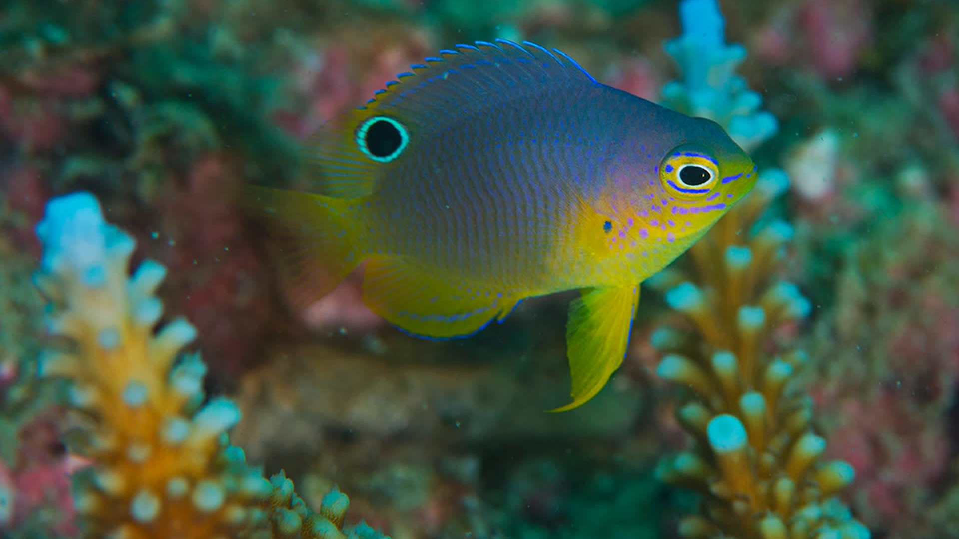 Damselfish: The Farmers of the Reef