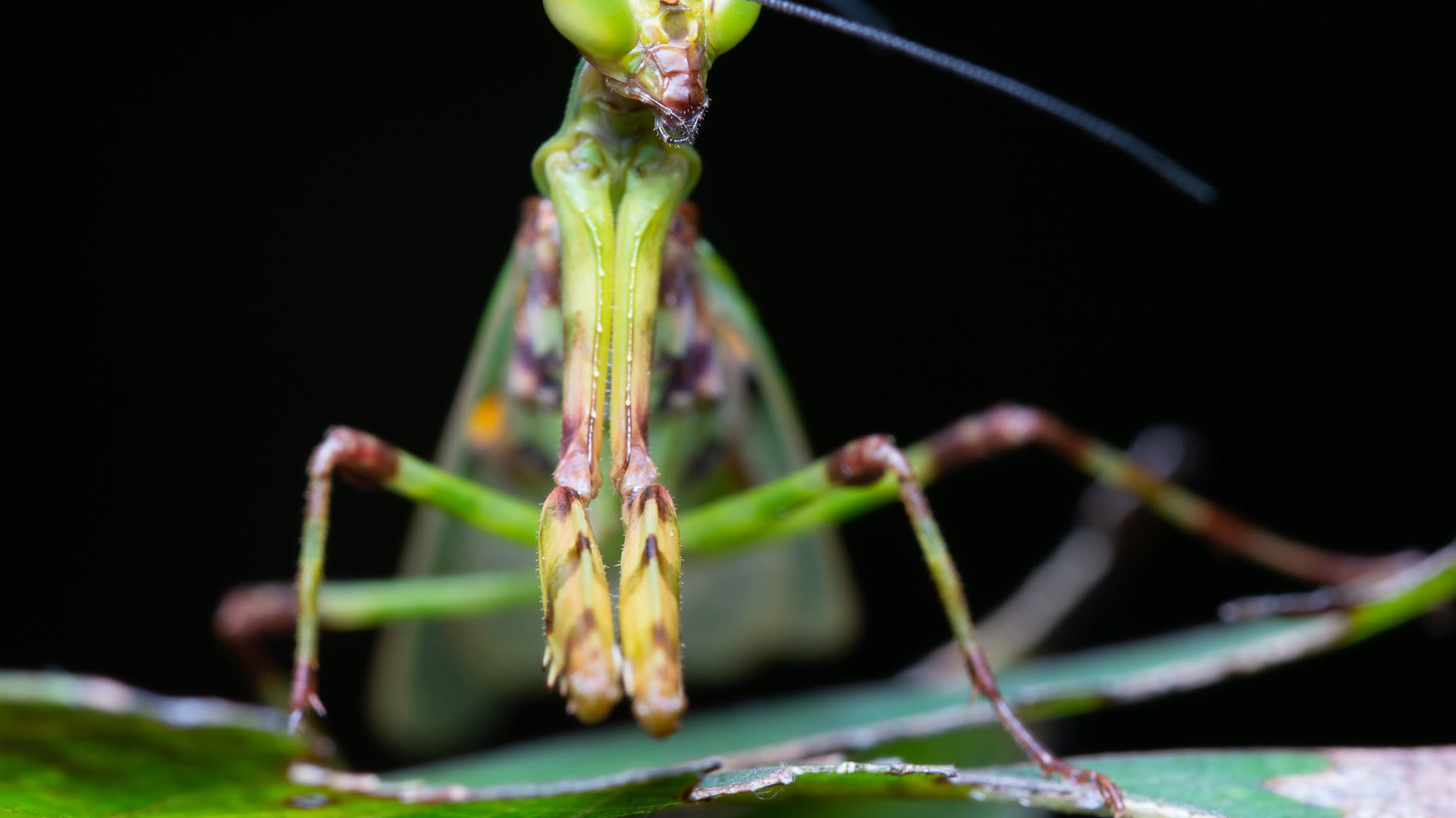 Out of Favour: Prayer for a Mantis