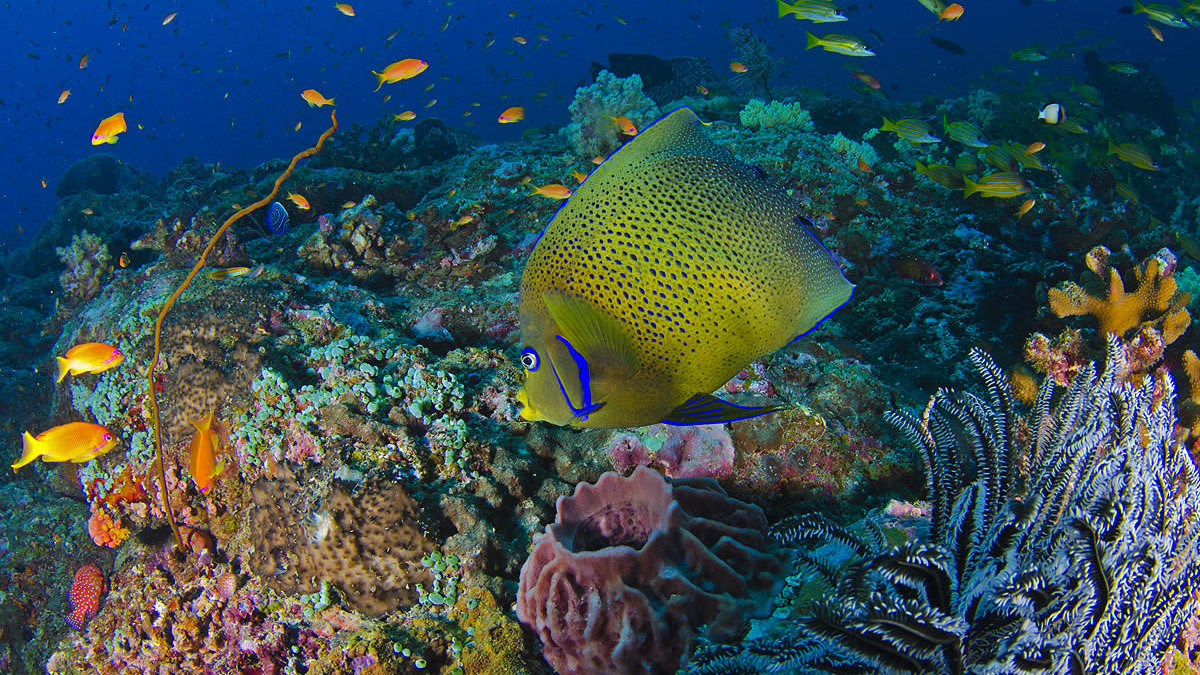 Angelfish: Bright Blues and Graceful Swims