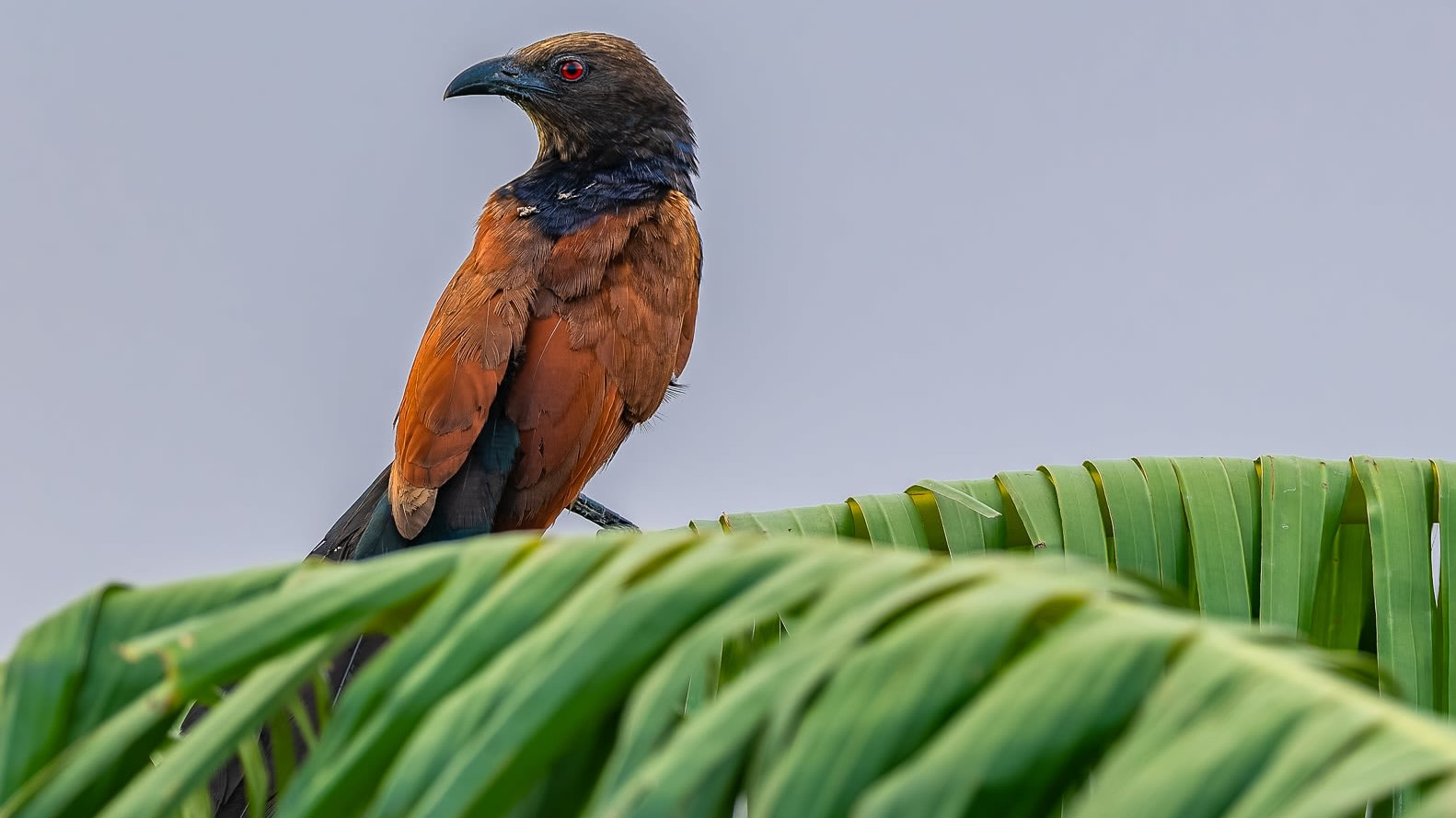 The Crow Pheasant: Neither Crow nor Pheasant