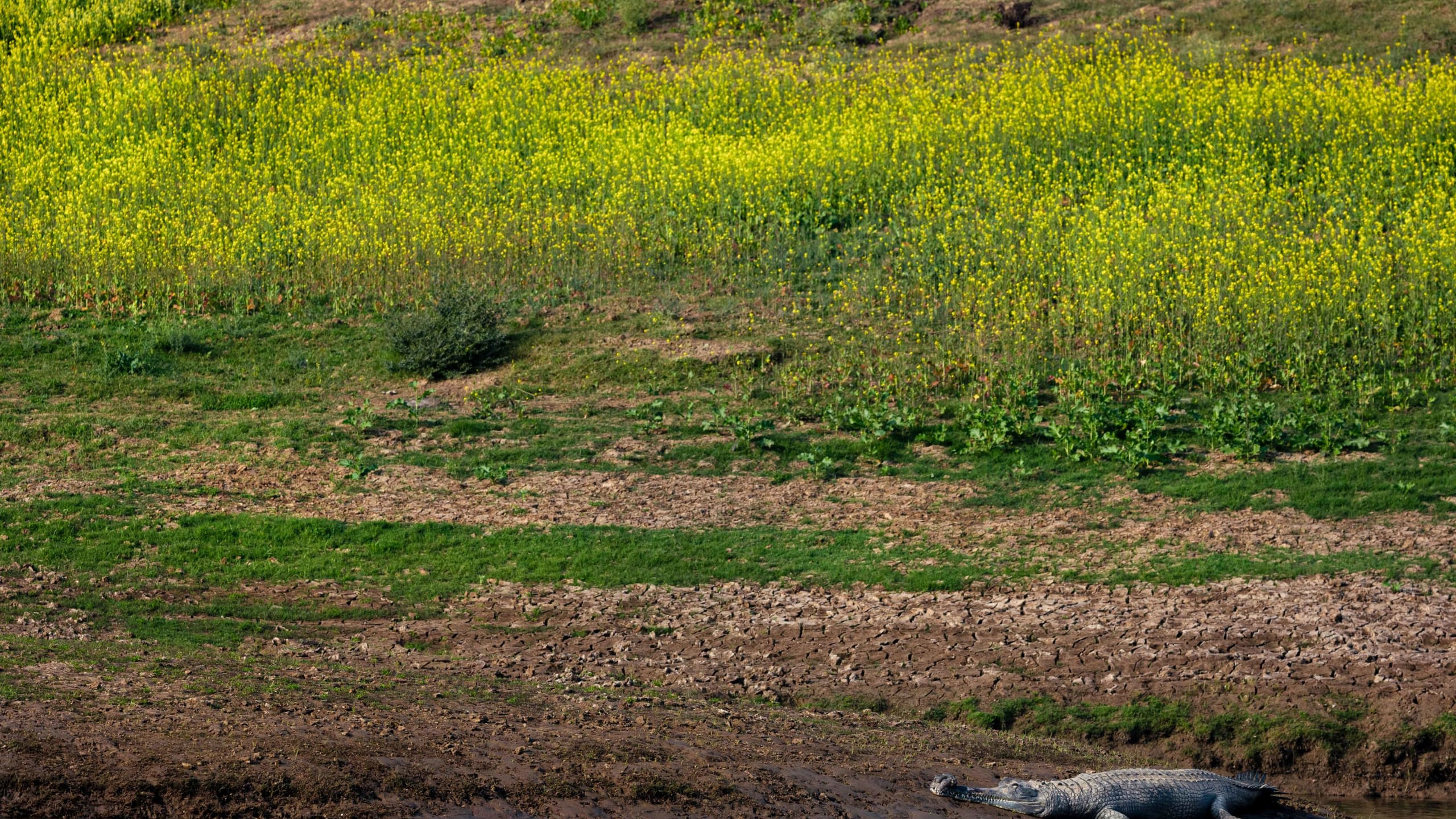 Gharial: Champion for the Chambal