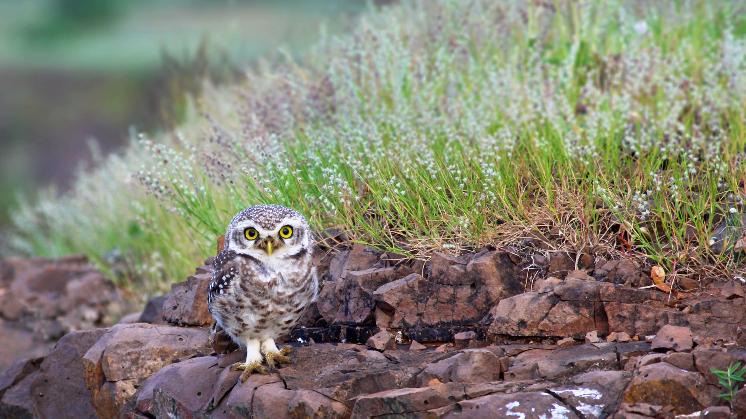 Spotted Owlets: My Fluffy, Head-bobbing Friends