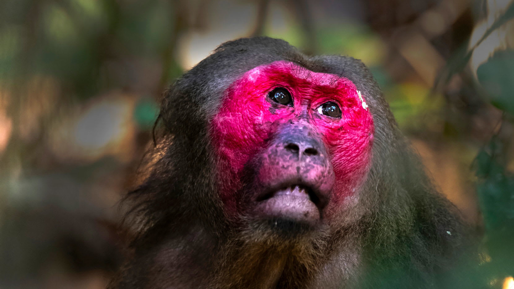 The Stump-tailed Macaques of Hollongapar
