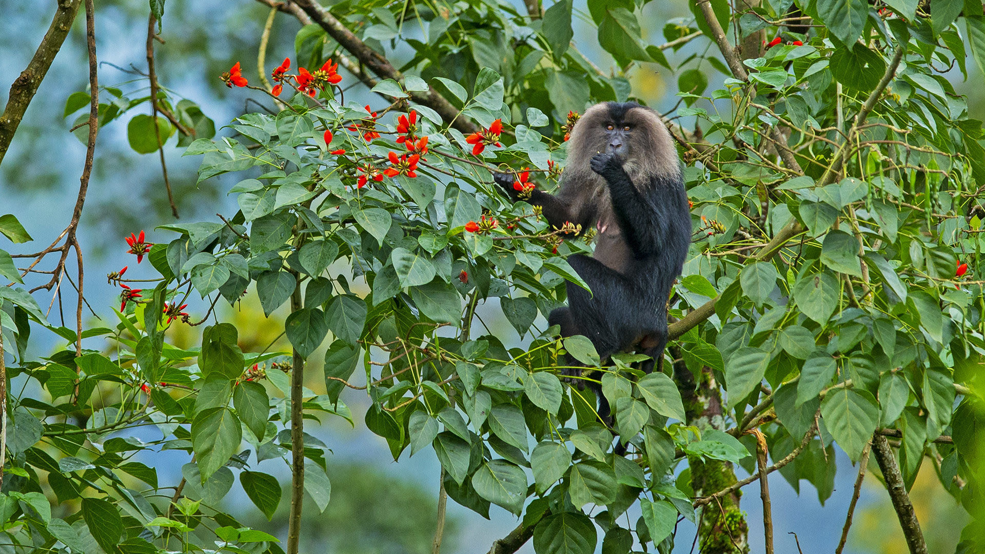 Lion-tailed Macaque: Acrobats of the Upper Canopy