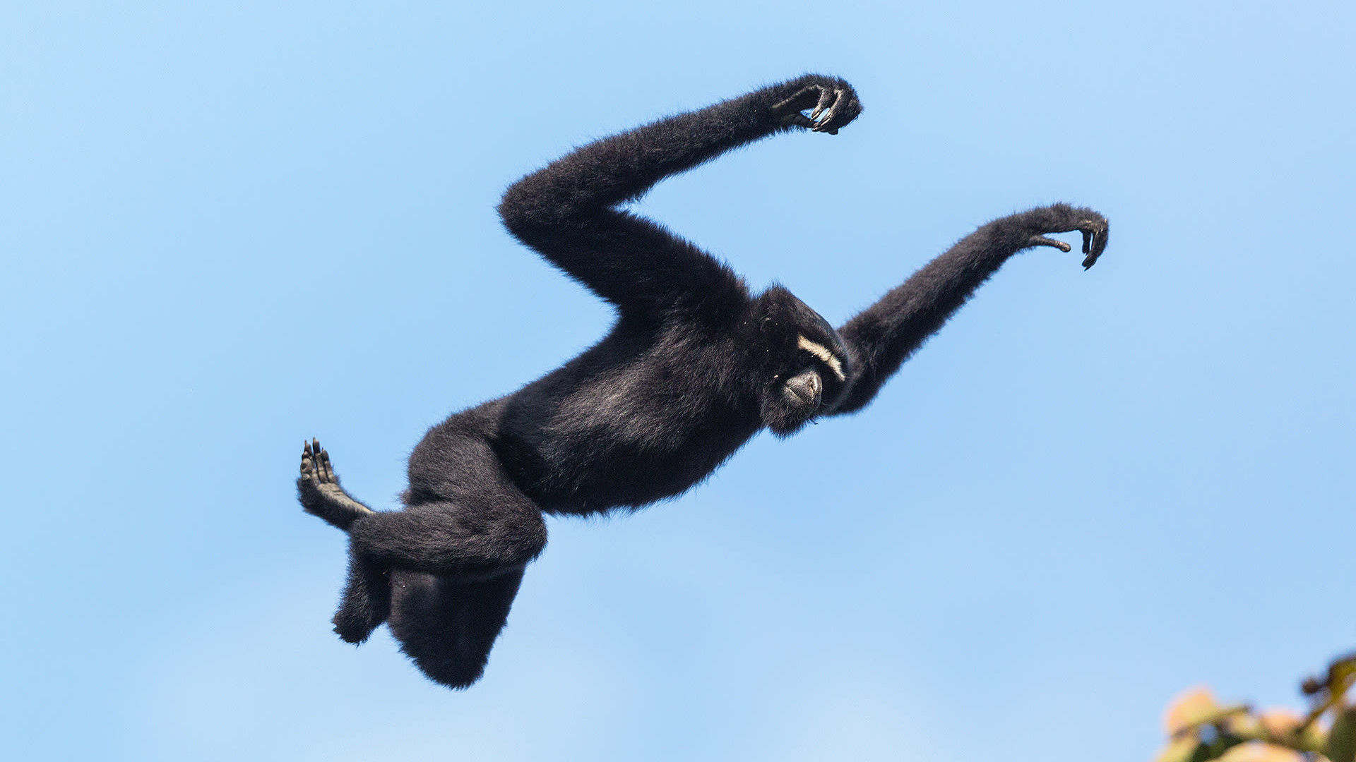 Sultans of Swing: Hoolock Gibbons Rule the Canopy