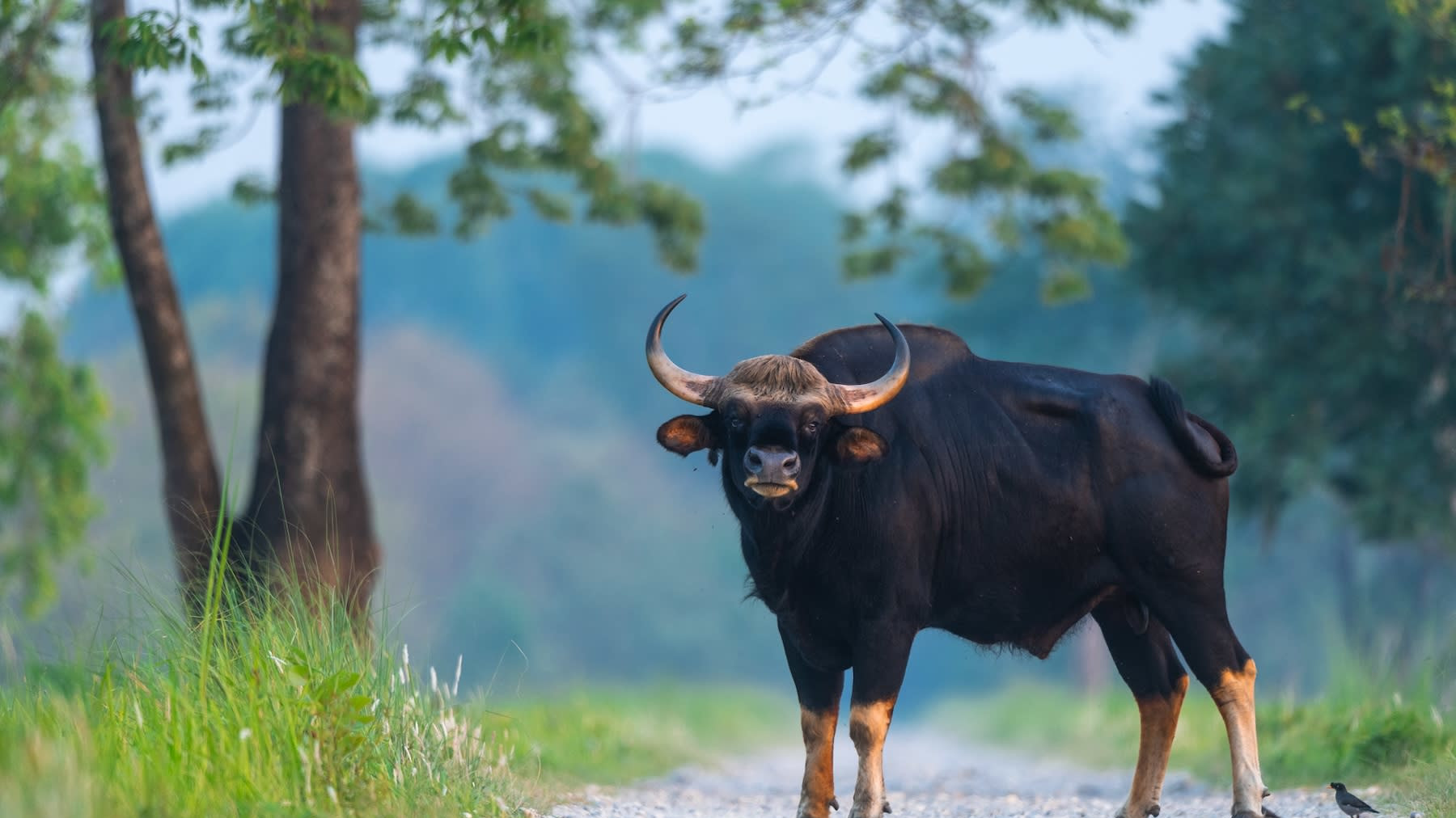 The Titans: Hefty, Dark, and Handsome Gaur