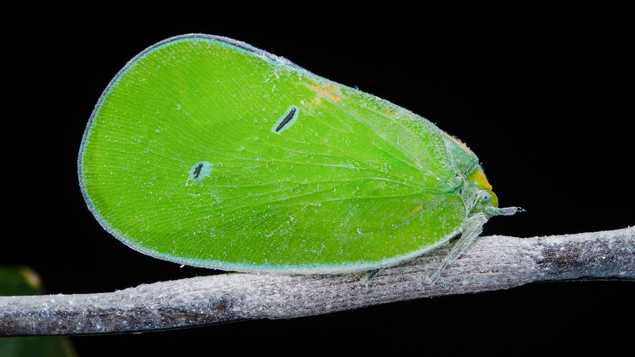 Flying Solo with a Planthopper in Agumbe
