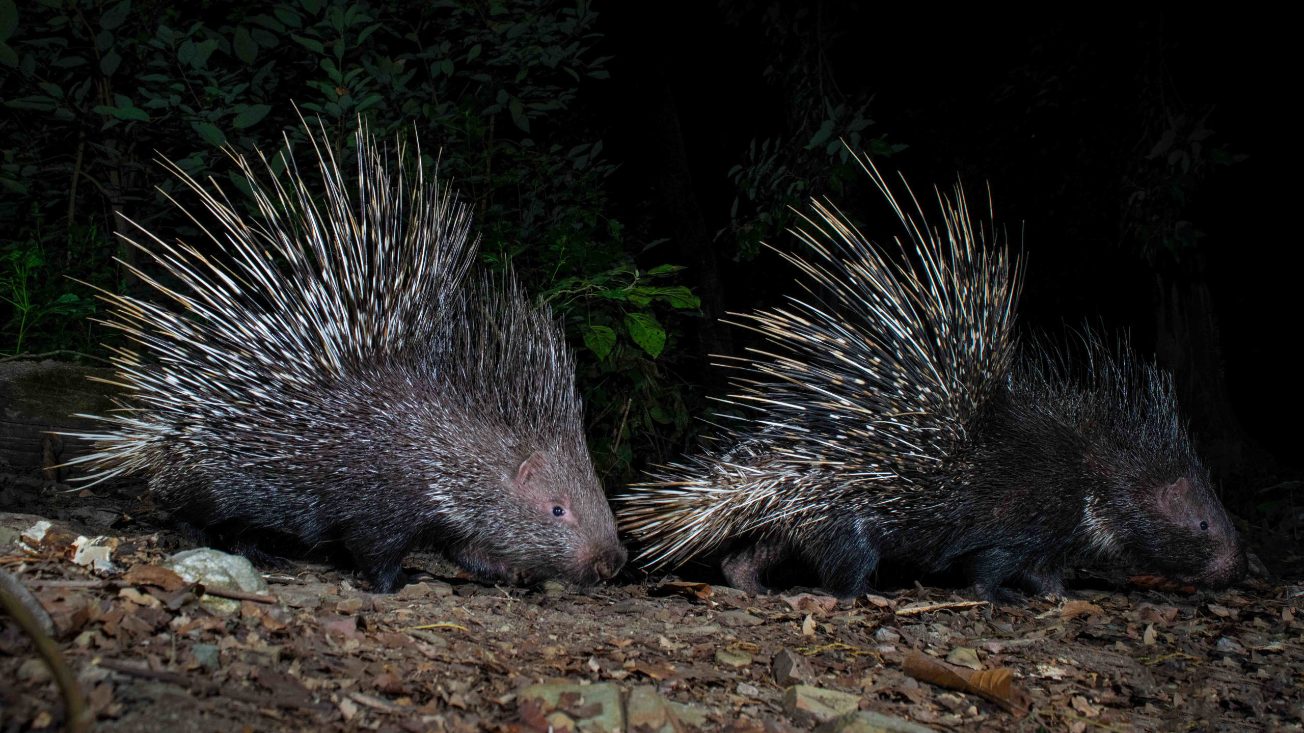 Pins and Needles: The Indian Crested Porcupine