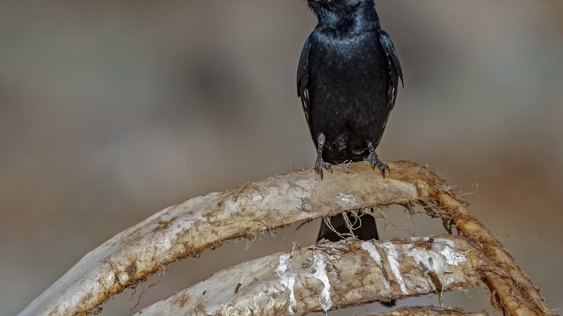 Black Drongo: The Ventriloquist in the Vicinity